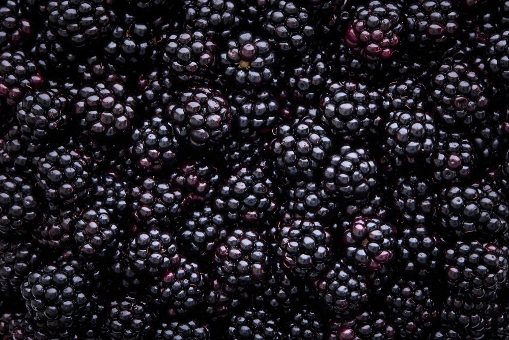 Study: Phytochemicals Determination, and Antioxidant, Antimicrobial, Anti-Inflammatory and Anticancer Activities of Blackberry Fruits. Image Credit: Melica/Shutterstock.com
