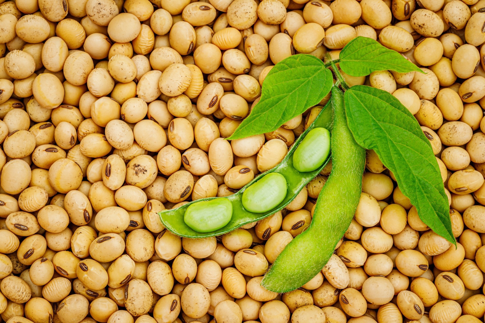What are the gastrointestinal benefits of consuming soybean?