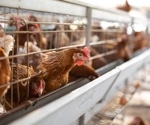 Study reports highly pathogenic avian influenza A infection in pet dogs and cat on a rural poultry farm in Italy