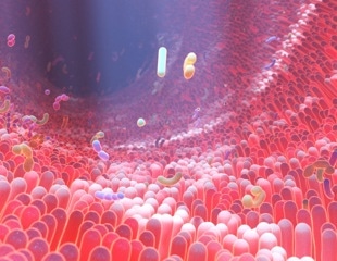 Gut enzyme discovery sheds light on bilirubin balance in humans