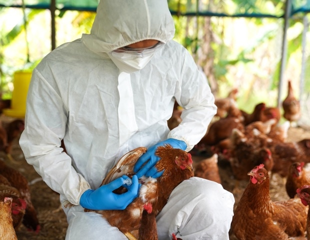 Avian flu's leap to humans: Understanding risks and prevention strategies