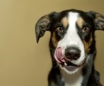 Raw meat-based diet for pets linked to drug-resistant bacteria, prompting concerns over public health risks