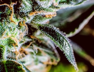 Cannabigerol shows promise in reducing anxiety and enhancing memory without side effects