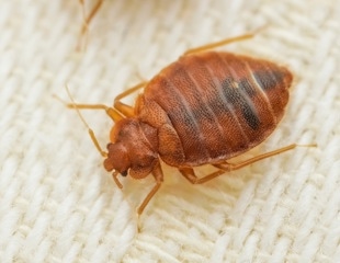 Insights on diagnosing and treating scabies, bedbugs, and lice effectively