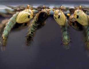 Gene-edited mosquitoes slash malaria spread 93% using self-propagating shield