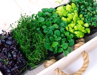 Can cereal microgreens become the next sustainable superfood?