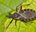 Scientists map kissing bugs beyond the Americas to assess Chagas threat