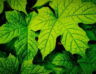 Scientists test whether chaya leaves can lower blood sugar in diabetes