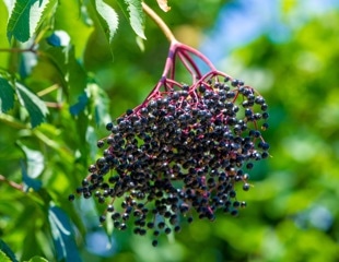 Elderberry juice boosts key genes for metabolic flexibility in overweight adults