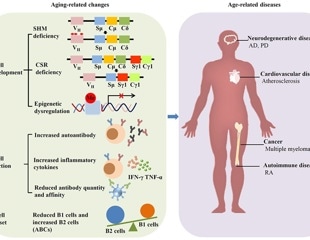 How shifting antibodies fuel aging and the new therapies aiming to slow it