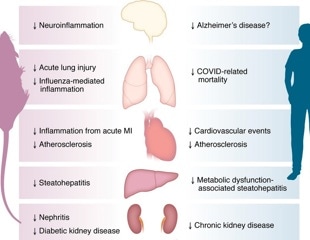 GLP-1 drugs calm inflammation beyond diabetes and weight loss