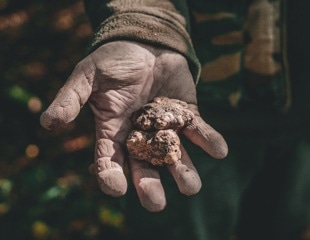 What makes truffles more than a delicacy? They’re packed with bioactive compounds