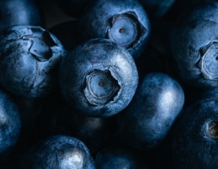 Daily berries and cocoa enhance mood by targeting key brain pathways