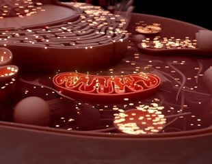 Nanoflower-treated stem cells deliver healthier mitochondria to stressed cells