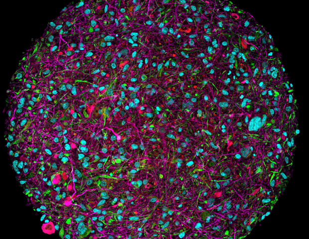 Advancing brain microphysiological systems for in vitro neurotoxicity and cognitive function testing