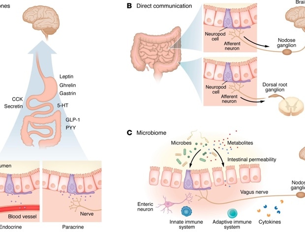 The gut is not just digestive and new evidence shows it actively controls brain function