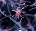 Ageing slows brain protein clearance and shifts synaptic waste to microglia