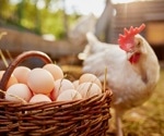 Turning everyday eggs into powerful nutrient delivery systems