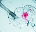 IVF study finds shorter insemination protects embryo availability without harming success