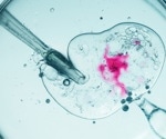 IVF study finds shorter insemination protects embryo availability without harming success
