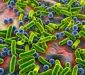 Gut bacteria patterns help predict insulin resistance in type 2 diabetes, study finds