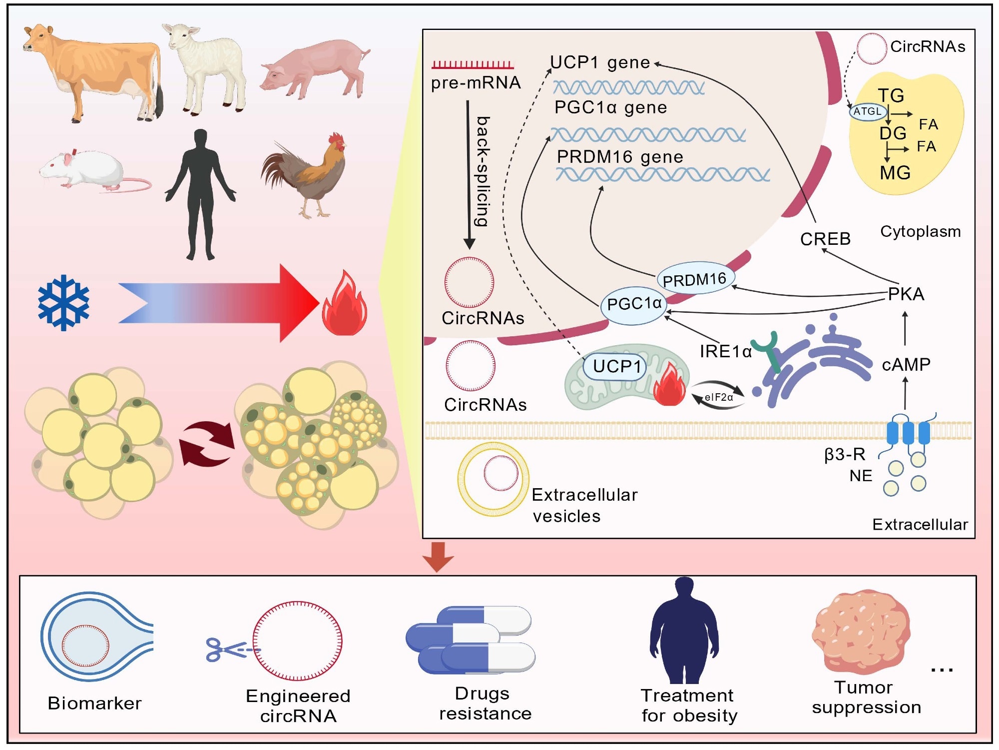 Cellular changes and associated mechanisms of fat transformation: fat browning is regulated by the central nervous system, peripheral nervous system, transcription factors, environmental factors, pharmacological agents.