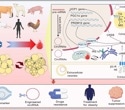 New review explains how circular RNAs could unlock fat browning therapies