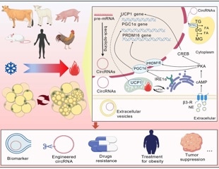 New review explains how circular RNAs could unlock fat browning therapies