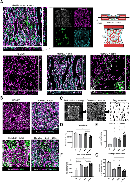 MIMETAS publishes breakthrough study on 3D blood-brain barrier model with unidirectional flow