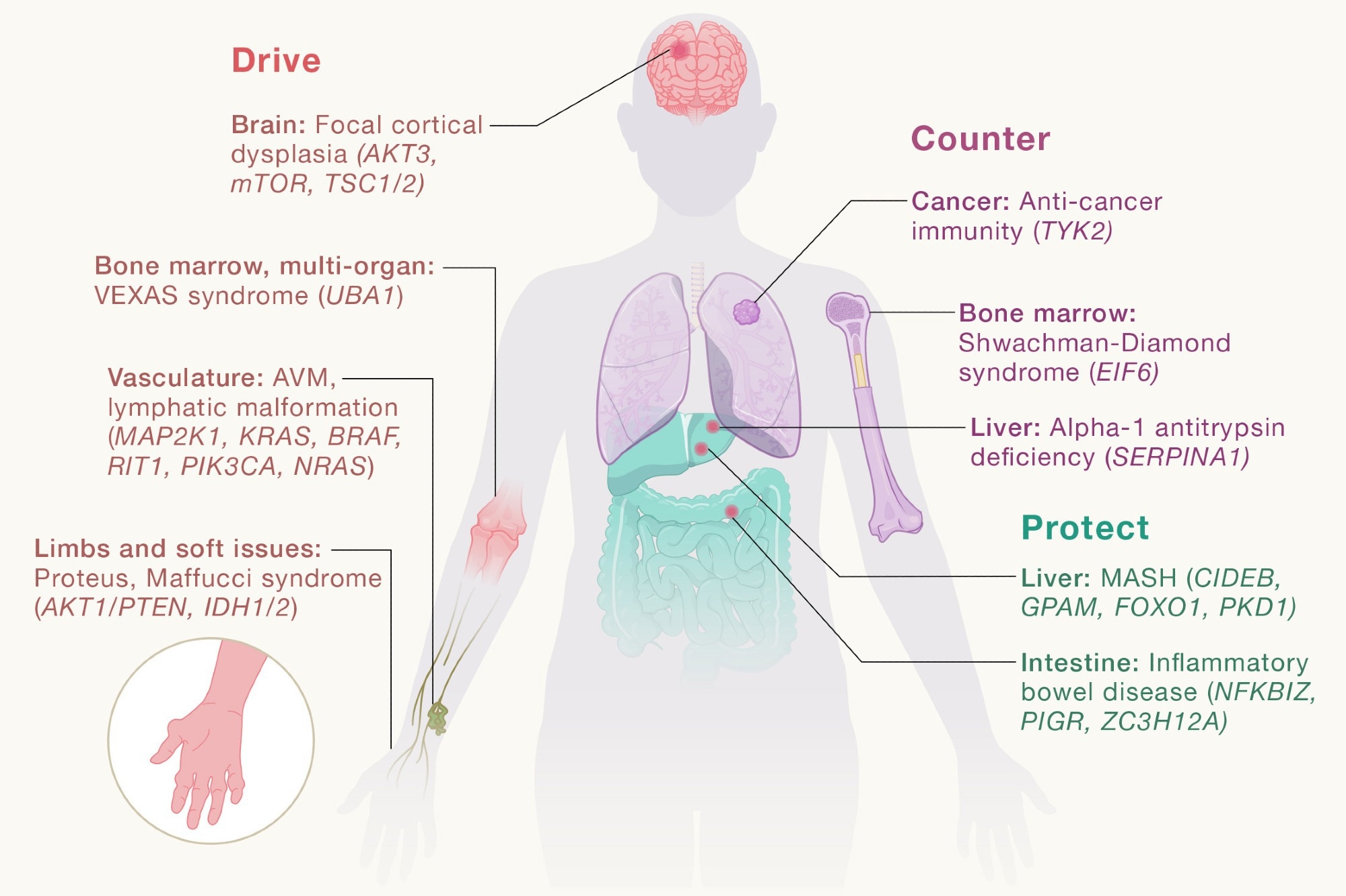 Somatic genomics uncovers the outcomes of evolutionary competitions within our tissues, which can drive disease, counter monogenic disease, or protect from common diseases