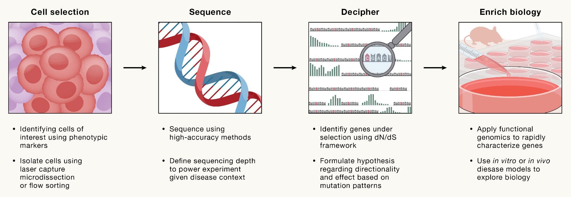 A four-step framework to systematically identify somatic gene targets that impact disease and inform therapeutic strategies