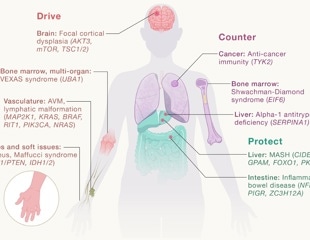 How somatic mutations shape disease and reveal new drug targets