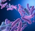Specific gut bacteria may signal long-term risk of heart and metabolic disease