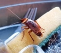 Study finds cockroach allergy often driven by shared proteins across arthropods