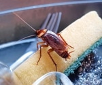 Study finds cockroach allergy often driven by shared proteins across arthropods