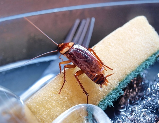 Study finds cockroach allergy often driven by shared proteins across arthropods