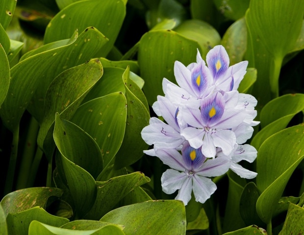 Biodegradable sanitary pads made from water hyacinth pass safety and absorbency tests in new study