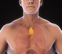 A healthier thymus predicts longer life and lower cancer and heart disease risk in adults