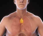 A healthier thymus predicts longer life and lower cancer and heart disease risk in adults