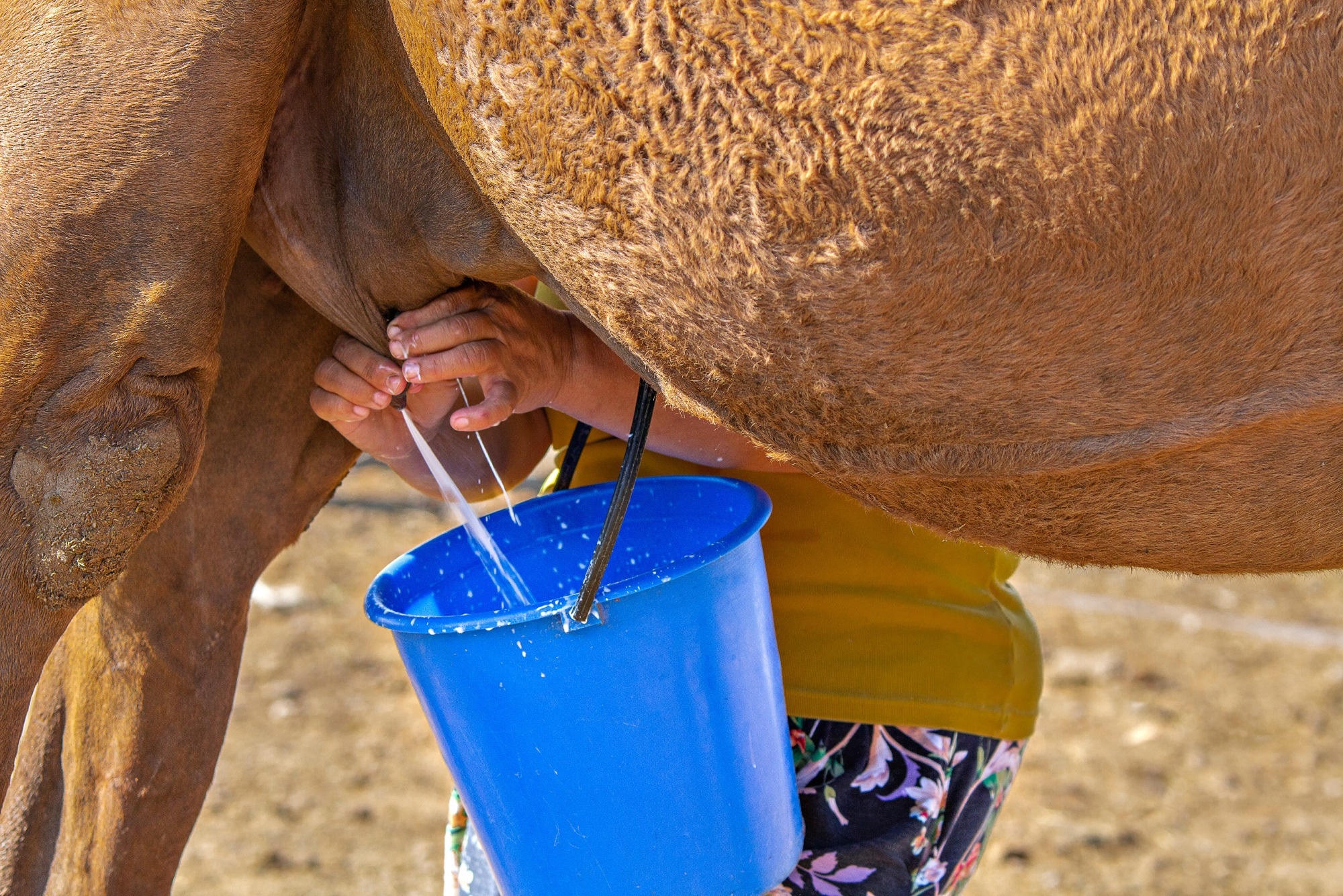 Review: Camel Milk as a Functional Food: Nutritional Composition, Health-Promoting Benefits, and Safety Considerations. Image Credit: MehmetO / Shutterstock