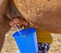 Can camel milk improve health? Review highlights benefits but warns against drinking it raw