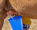 Can camel milk improve health? Review highlights benefits but warns against drinking it raw