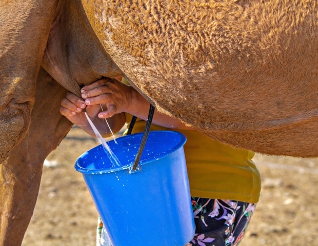 Can camel milk improve health? Review highlights benefits but warns against drinking it raw