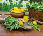 Dandelion leaves boost brain-protective compounds after digestion