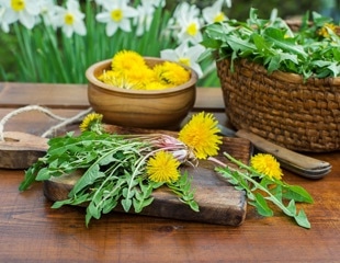 Dandelion leaves boost brain-protective compounds after digestion