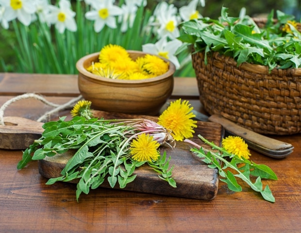 Dandelion leaves boost brain-protective compounds after digestion