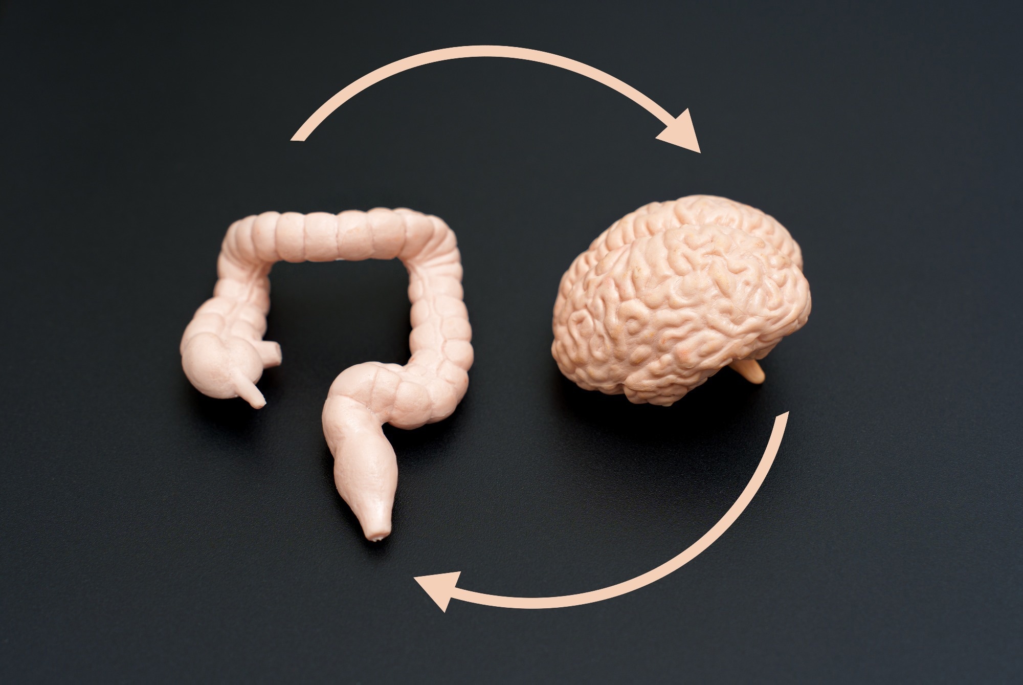 Study: Parasites trigger epithelial cell crosstalk to drive gut–brain signalling. Image Credit: Chizhevskaya Ekaterina / Shutterstock