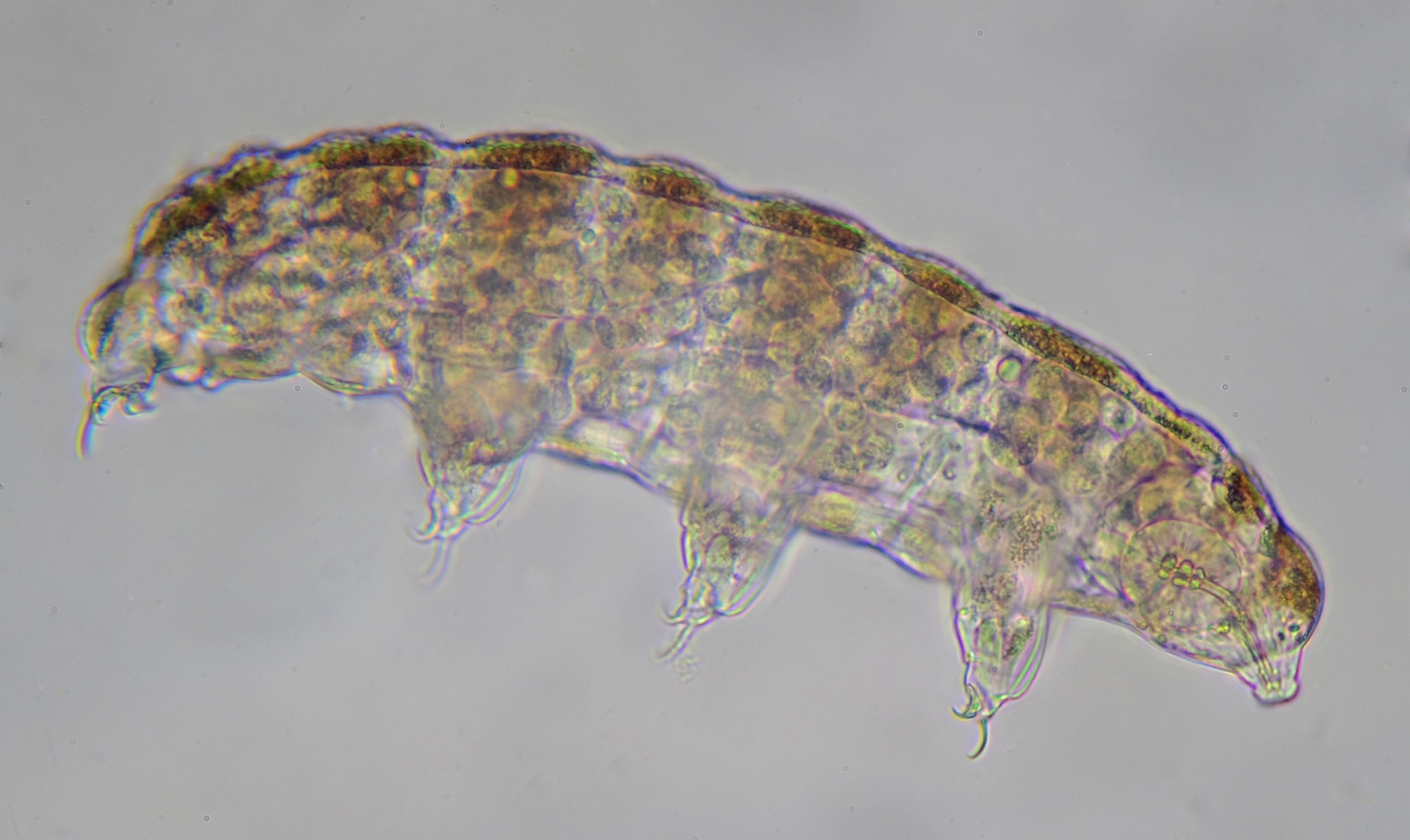 Brown Ramazzotius tardigrado with visible claws