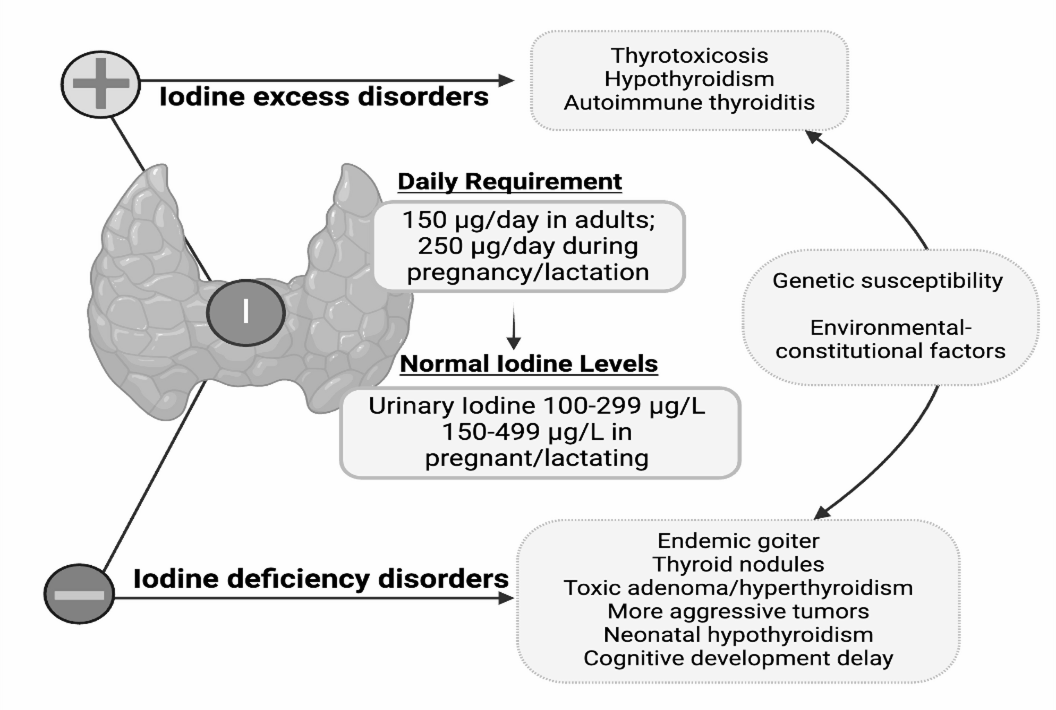 The U-shaped relationship between iodine intake and thyroid disorders. Both iodine deficiency and excess are associated with impaired thyroid function. Inadequate intake leads to goiter, nodular disease, and hypothyroidism, while excessive intake may precipitate hyperthyroidism or autoimmune thyroiditis in genetically susceptible individuals. Optimal iodine intake, 150 µg/day in adults and 250 µg/day during pregnancy and lactation, corresponds to urinary iodine concentrations of 100–299 µg/L and 150–499 µg/L, respectively
