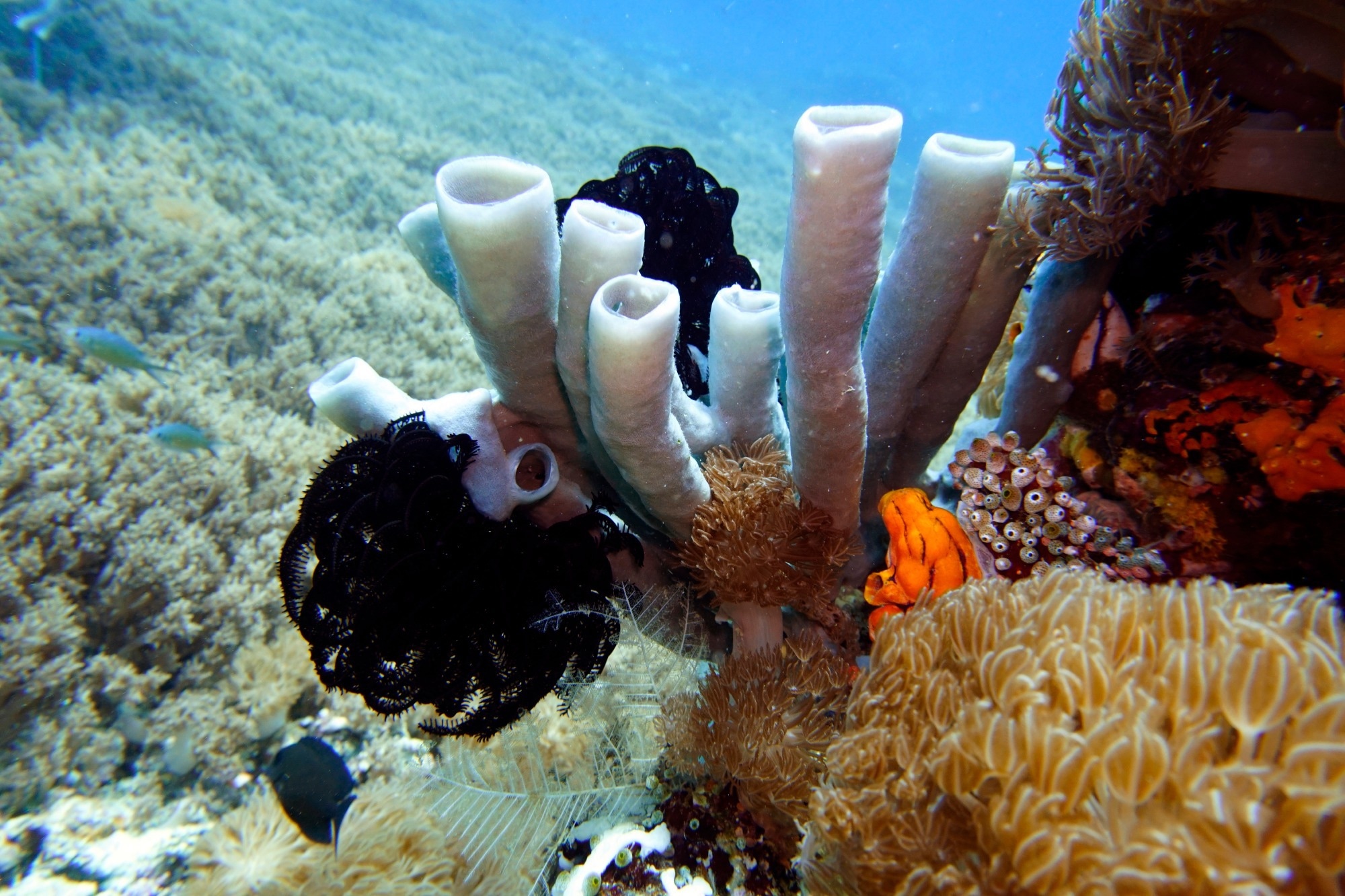 Blue-grey tube sponge (Haliclona fascigera). Image Credit: Bildagentur Zoonar GmbH / Shutterstock